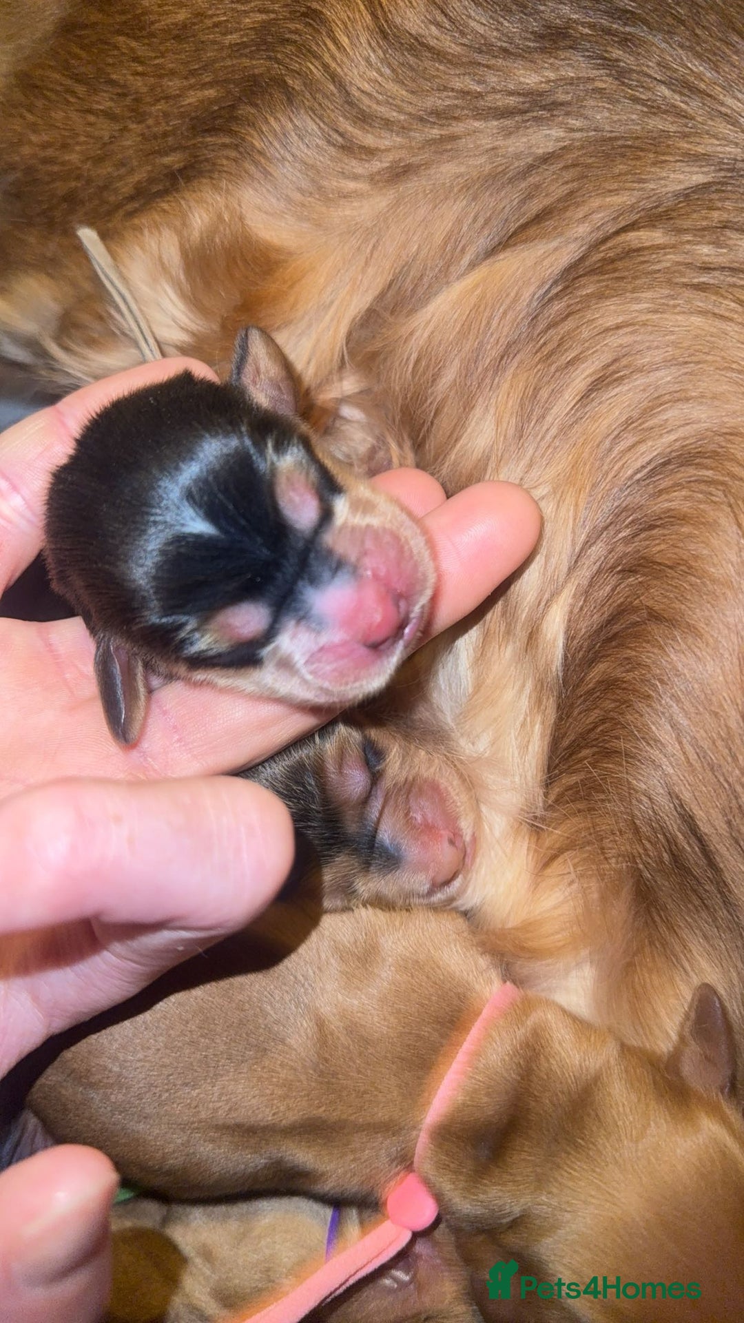 Cocker Spaniel dogs for sale: KC Reg Show Cocker Spaniel Puppies  - Advert 16