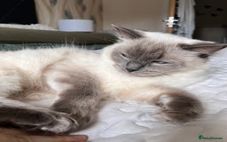 Ragdoll cats for sale: Two adorable ragdolls ready for new home  - Image 23