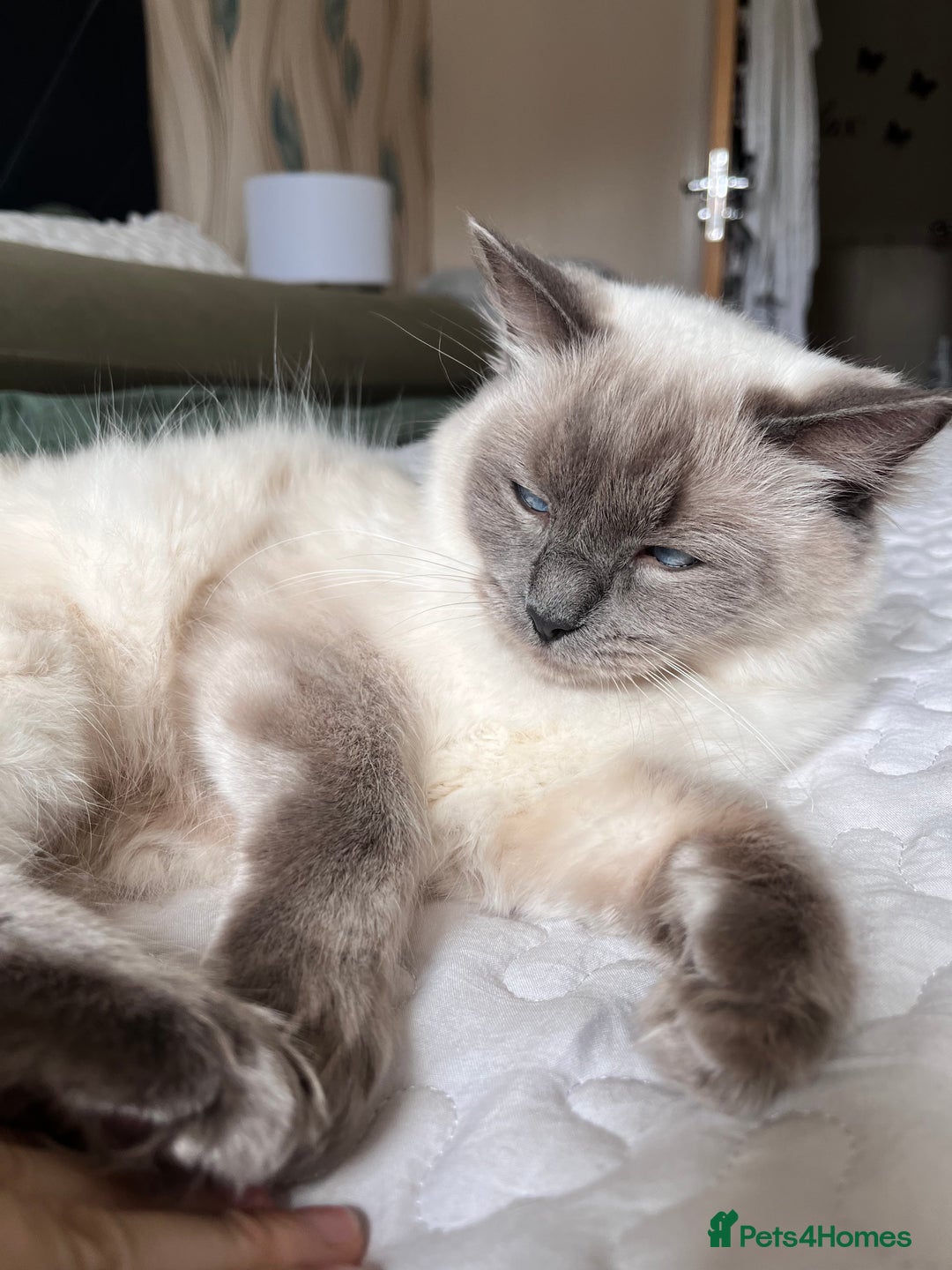 Ragdoll cats for sale: Two adorable ragdolls ready for new home  - Image 23