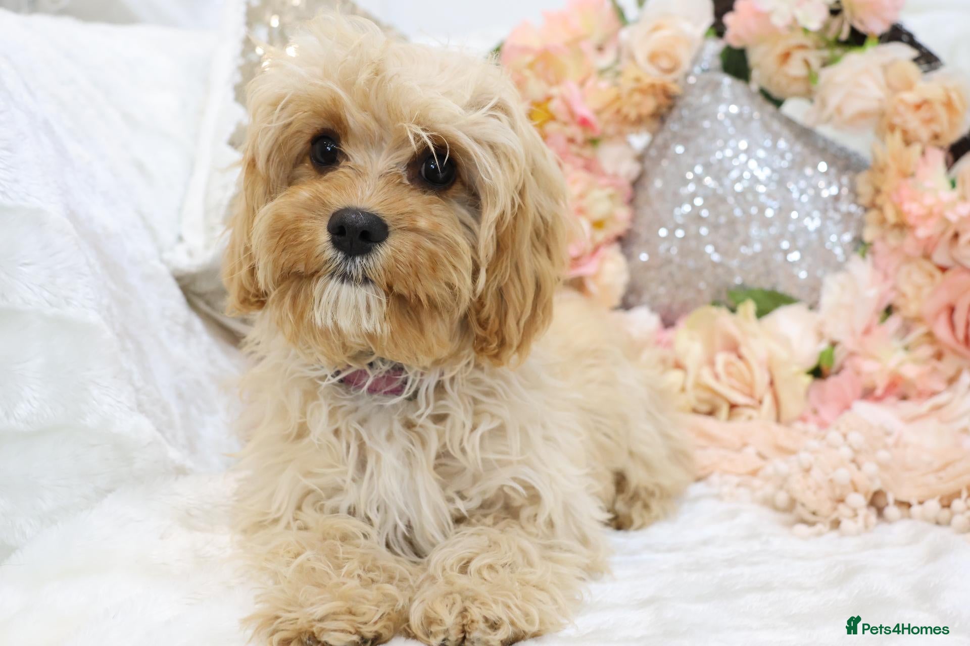 Cavapoo dogs *HEALTH TESTED*  F1 Cavapoos - Advert 1