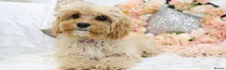 Cavapoo dogs for sale: *HEALTH TESTED*  F1 Cavapoos - Advert 1