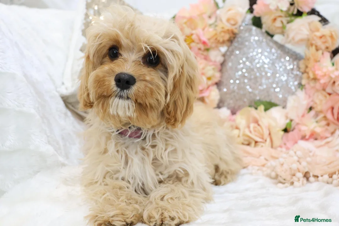 Cavapoo dogs for sale: *HEALTH TESTED*  F1 Cavapoos - Advert 1