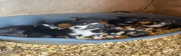 Mixed Breed dogs for sale: Kelpie cross puppies - Advert 3