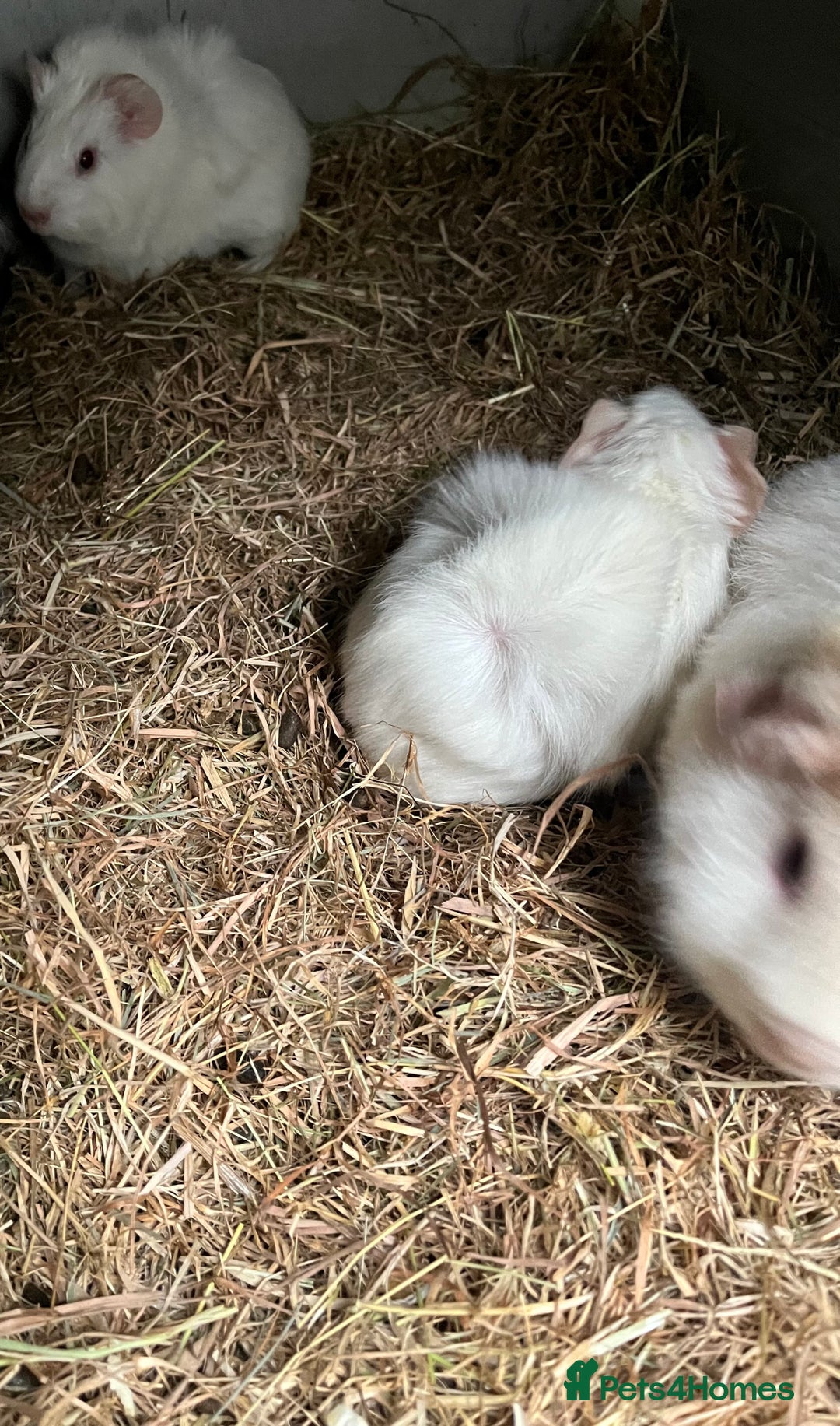 Guinea Pig rodents for sale: Two baby boar guinea pigs - Advert 5