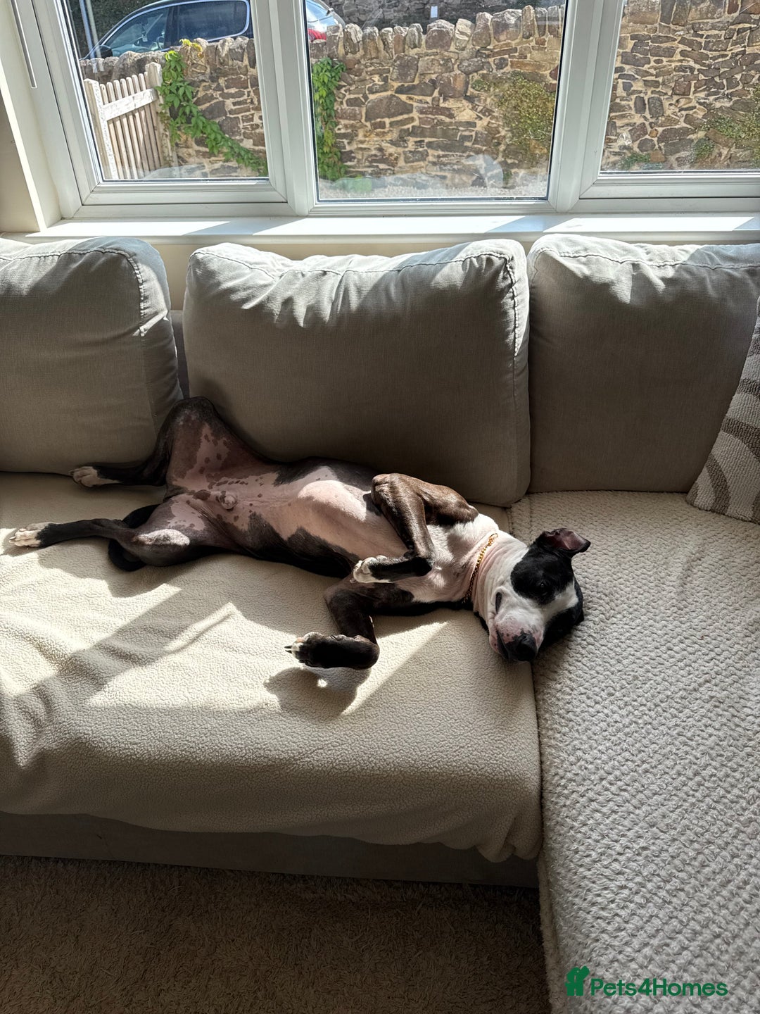Staffordshire Bull Terrier dogs for sale: Tyson 🐾 Staffordshire Bull Terrier Cross - Image 5