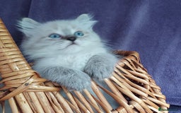 Siberian cats for sale: Siberian kittens for sale  - Image 8