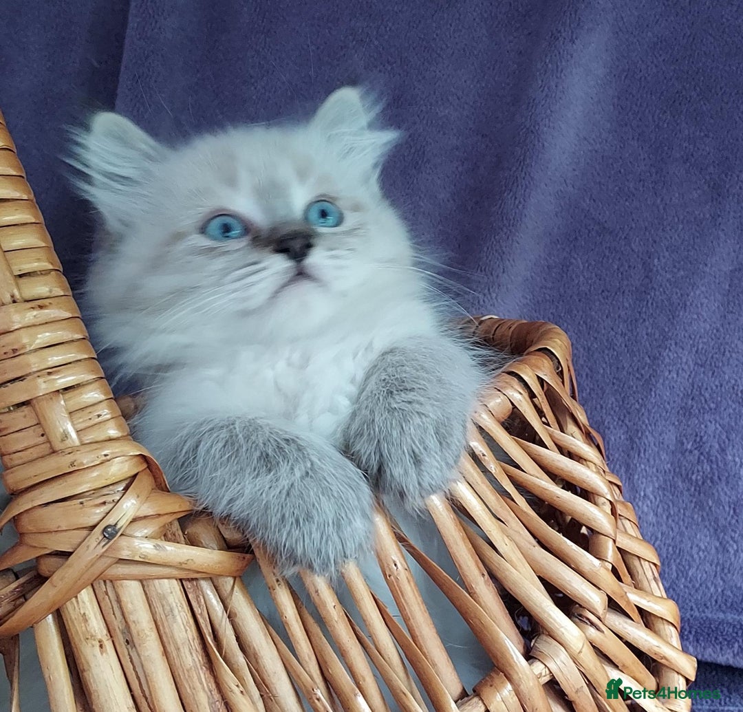 Siberian cats for sale: Siberian kittens for sale  - Image 8