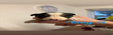 Border Collie 3