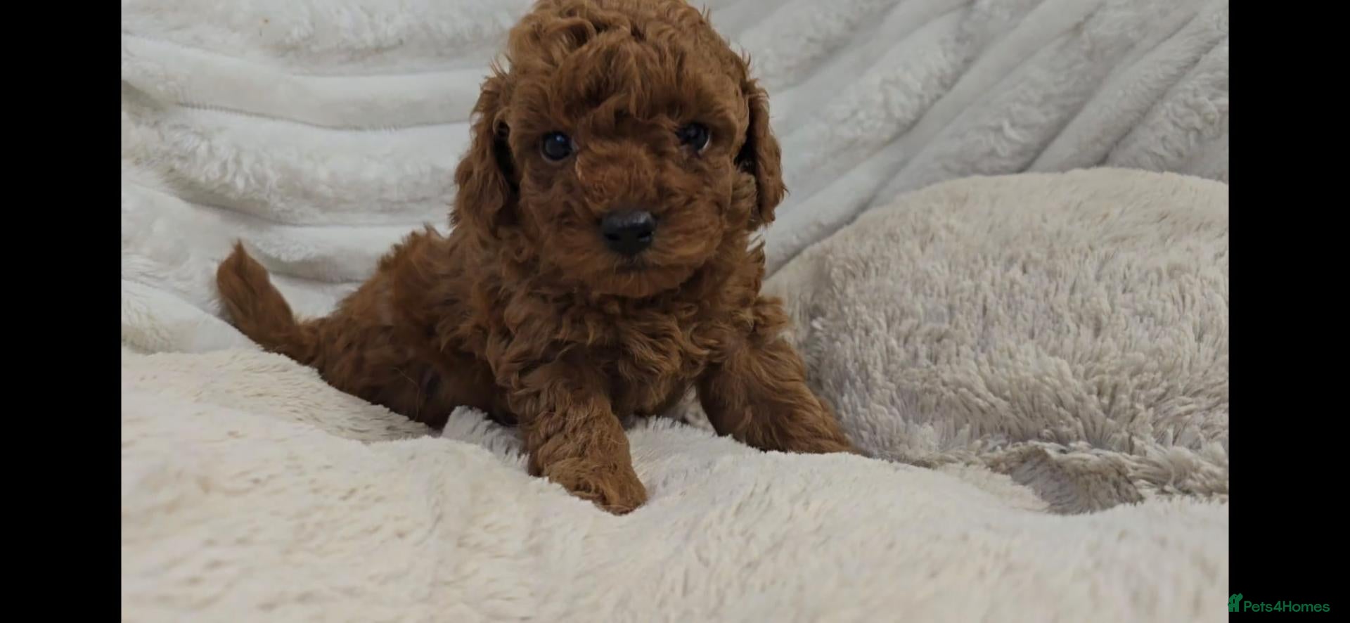 Toy Poodle dogs Red Toy Poodle Boy - Advert 11