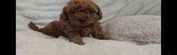 Toy Poodle dogs for sale: Red Toy Poodle Boy - Advert 1