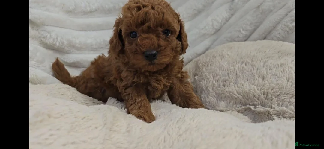 Toy Poodle dogs for sale: Red Toy Poodle Boy - Advert 1