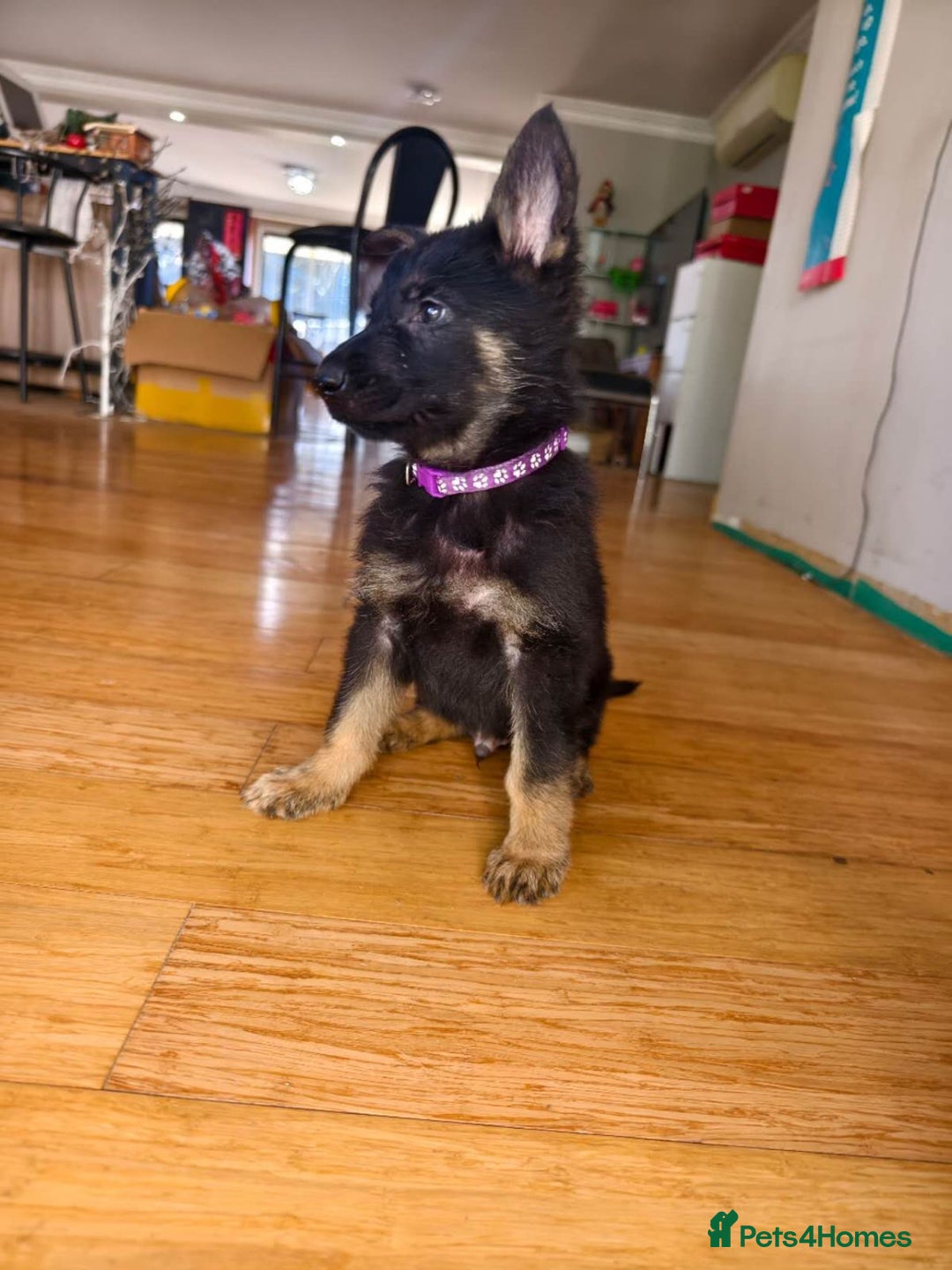 German Shepherd dogs for sale: Pure bred German Shepherd puppies - Image 3
