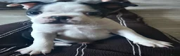 Boston Terrier dogs for sale: Beautiful Boston Terriers  in Camborne - Advert 10