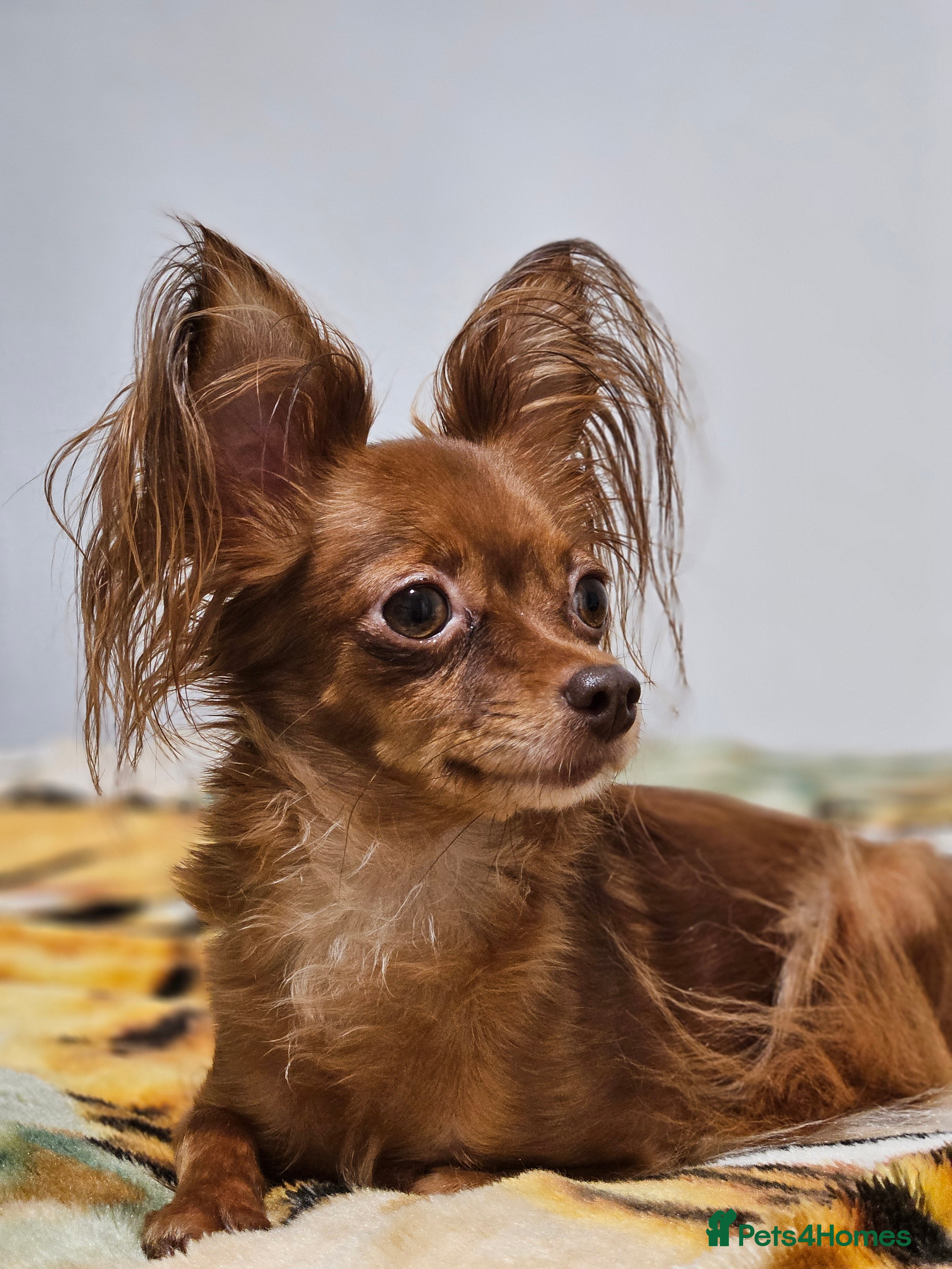 Russian Toy Terrier dogs Russian Toy Puppies from Quality Show Lines in Ilford - Advert 2