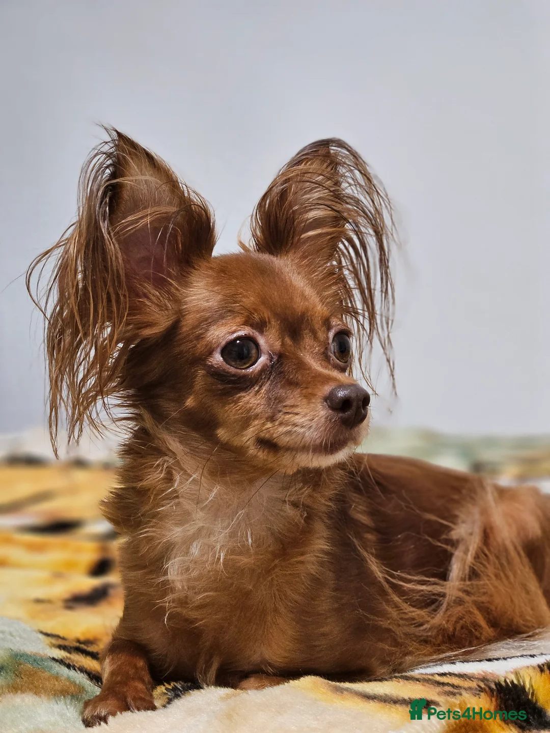 Russian Toy Terrier dogs for sale: Russian Toy Puppies from Quality Show Lines in Ilford - Advert 1