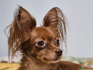 Russian Toy Terrier dogs Russian Toy Puppies from Quality Show Lines in Ilford - Advert 2