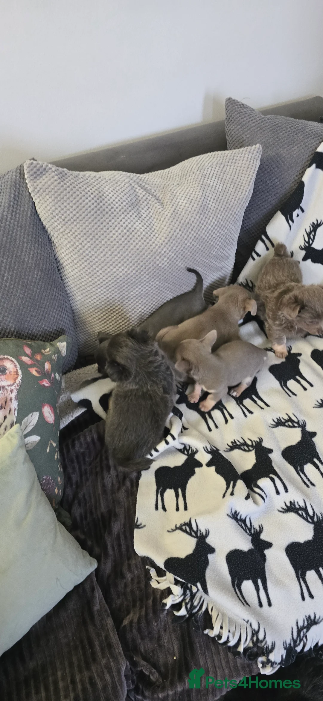 Chihuahua dogs for sale: Beautiful Chihuahua puppies  in Blackwood - Advert 20