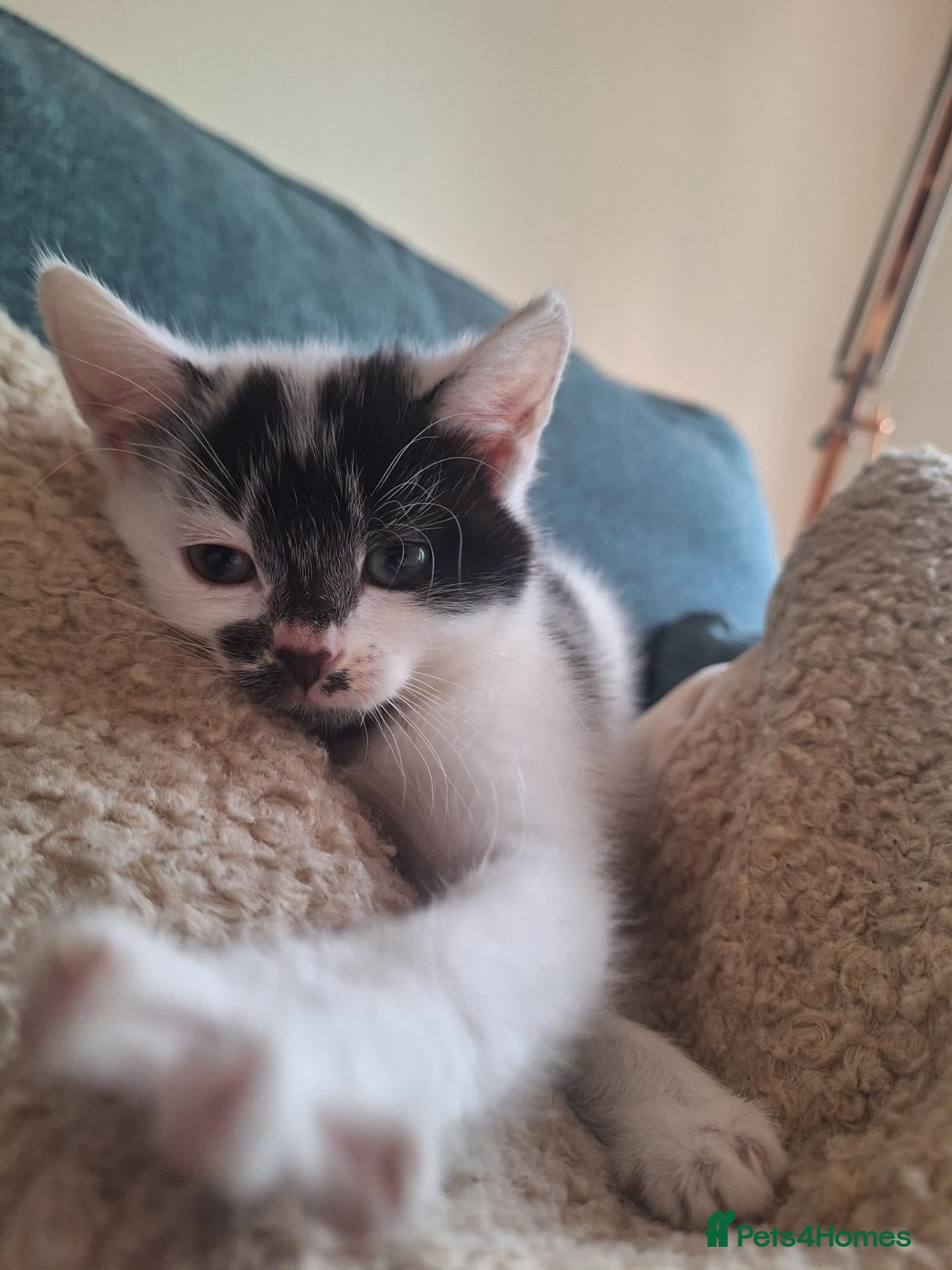 Mixed Breed cats Kitten - Girl - Advert 1