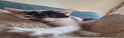 Mixed Breed cats for sale: Kitten - Girl - Advert 1