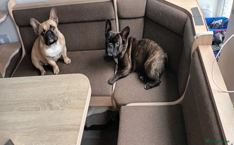 French Bulldog dogs - Advert 5