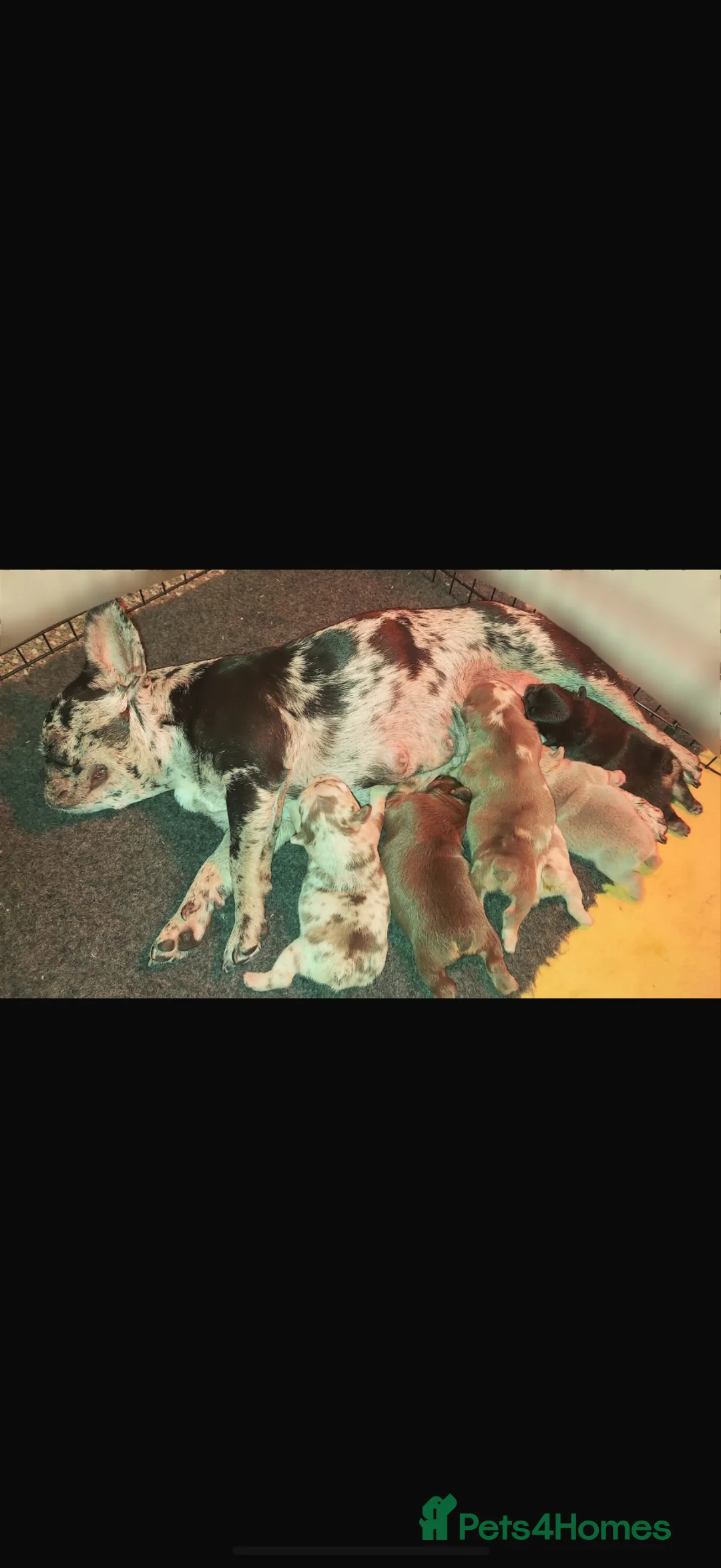 French Bulldog dogs for sale: French bulldogs for sale ready in 3 weeks - Advert 1