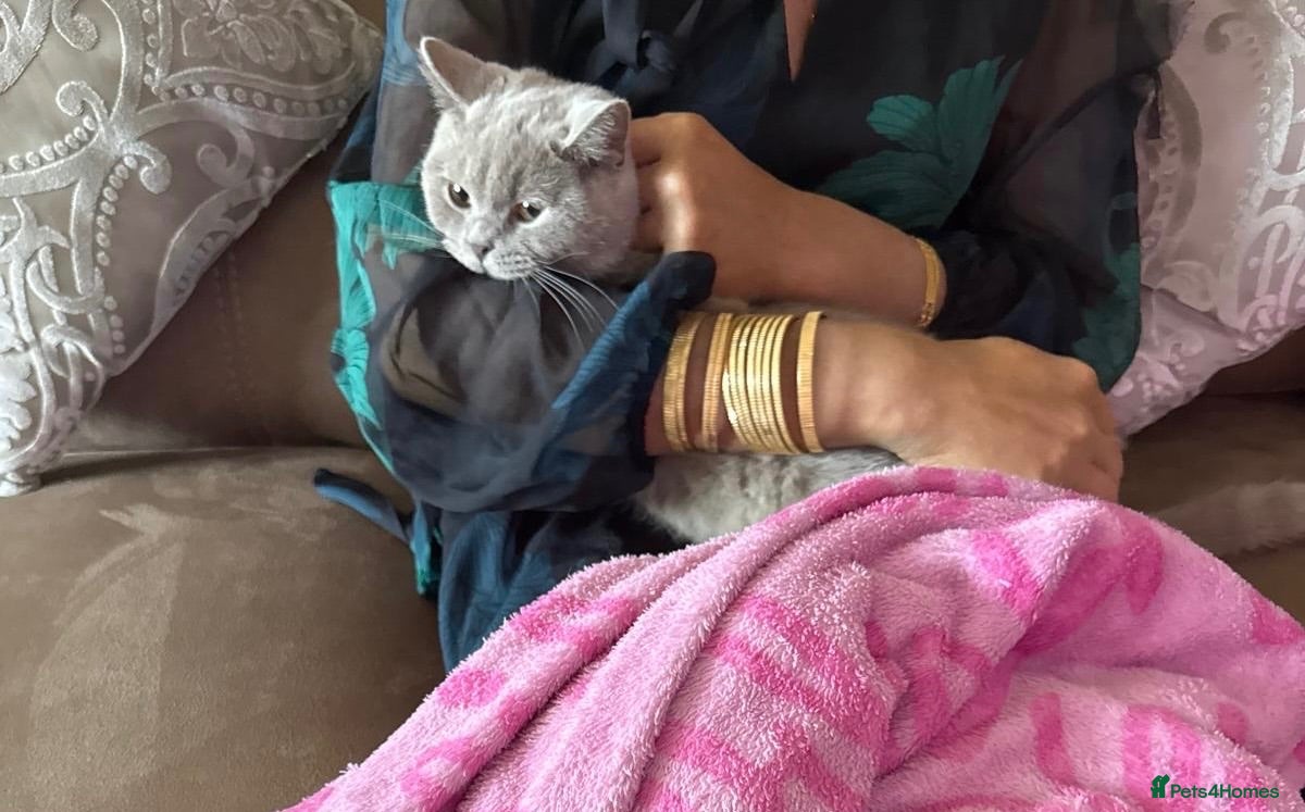 British Shorthair cats Female British Shorthair Lilac - Advert 4