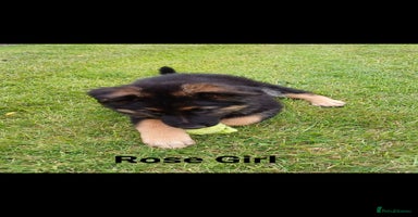 German Shepherd dogs - Advert 12