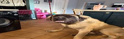 Mastiff dogs for sale: Old English Mastiff  in Doncaster - Advert 8