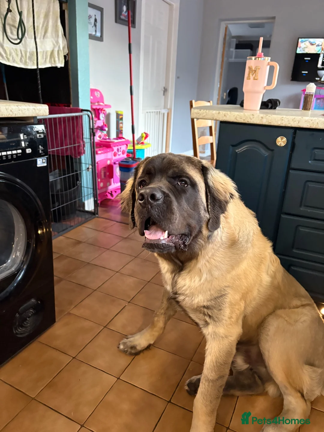 Mastiff dogs for sale: Old English Mastiff  in Doncaster - Advert 8