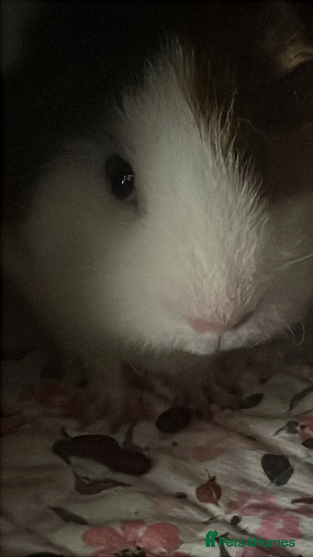 Guinea Pig rodents for sale: 2 female guinea pigs - Blair & Serena in Dartford - Advert 3