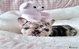 French Bulldog dogs for sale: French bulldog , merle, platinum, fluffy carriers. - Image 14