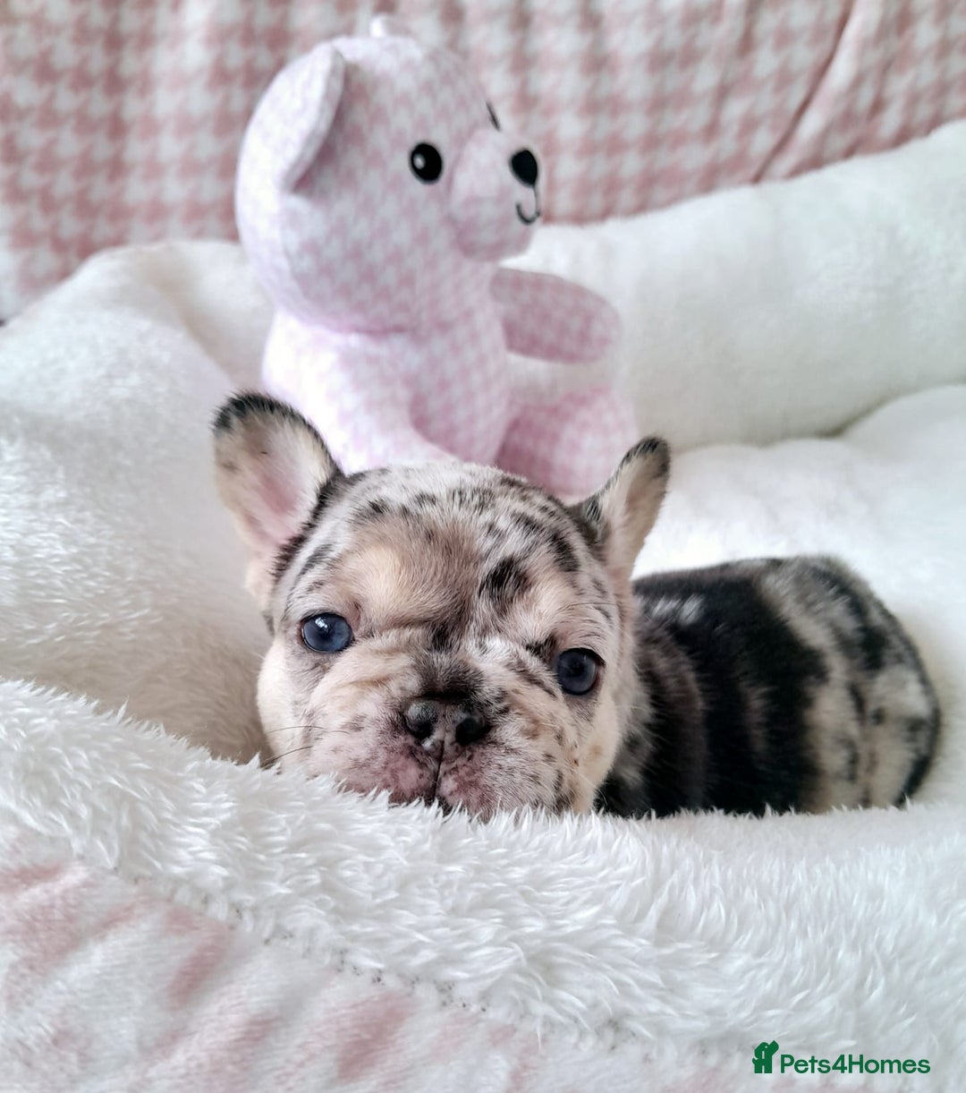 French Bulldog dogs for sale: French bulldog , merle, platinum, fluffy carriers. - Image 14