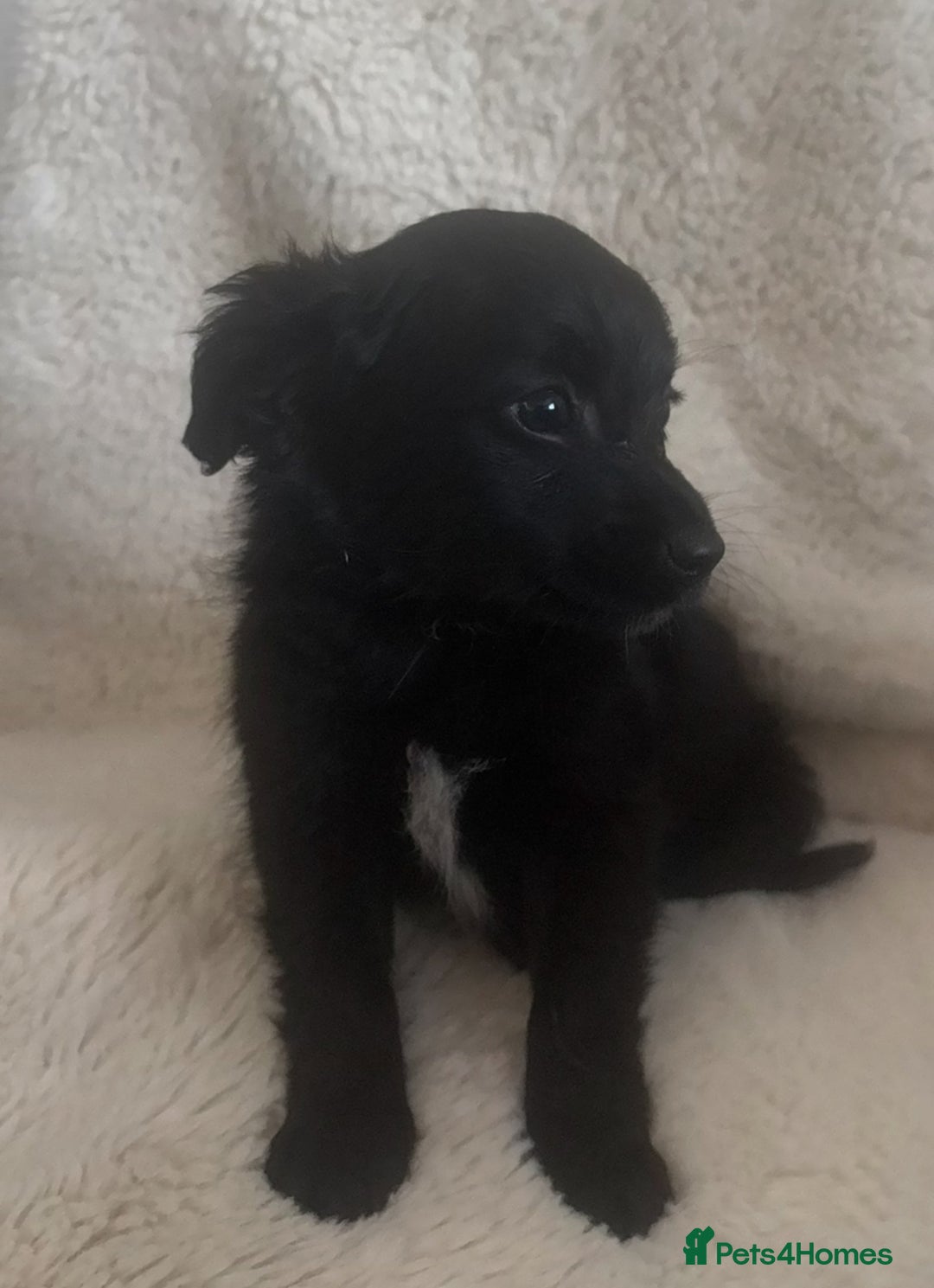 Mixed Breed dogs for sale: Cockeranians - Advert 5