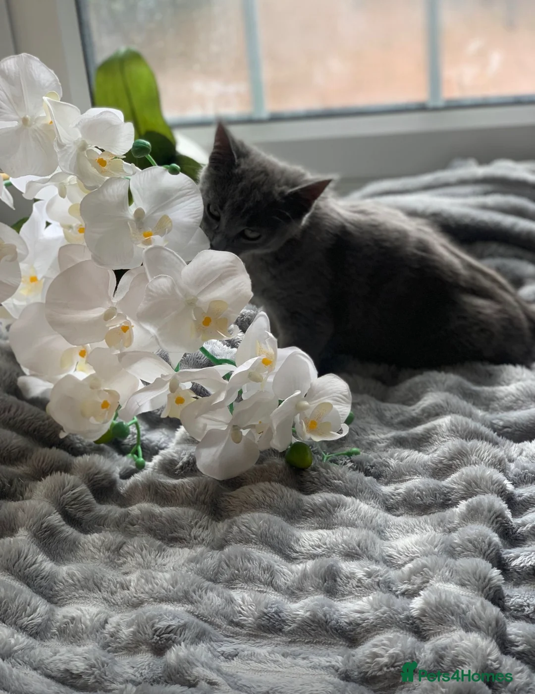 Domestic Shorthair cats for sale: Grey cat  - Advert 1