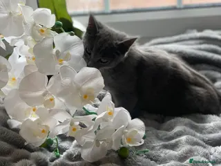 Domestic Shorthair cats Grey cat - Advert 1