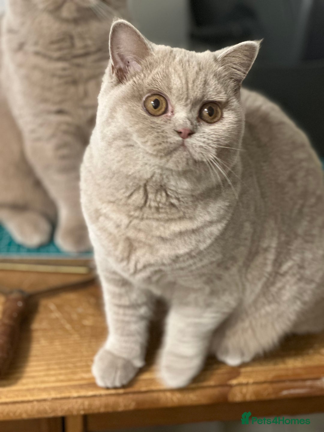 British Shorthair cats for sale: Exc   champion line - Advert 29