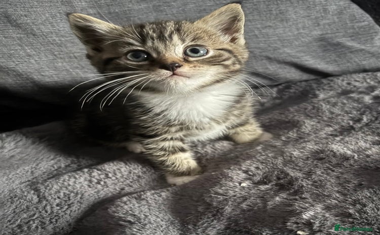 Mixed Breed cats - Advert 5