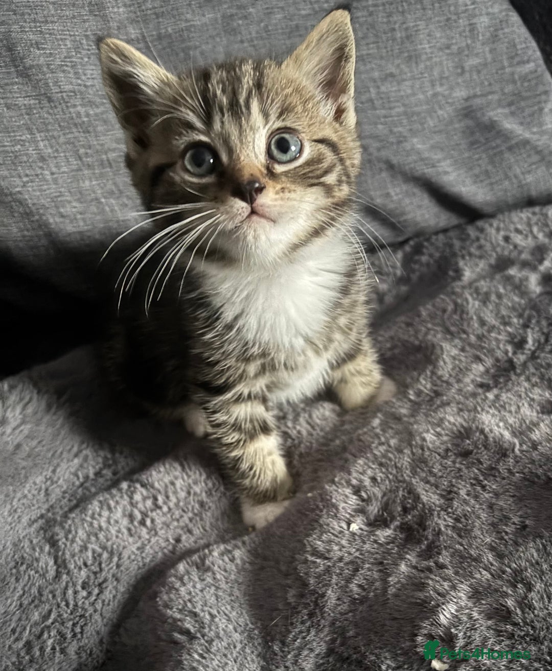 Mixed Breed cats for sale: Litter off 5 half bengal kittens  - Image 1