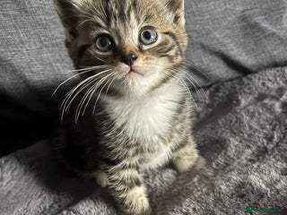 Mixed Breed cats - Advert 11