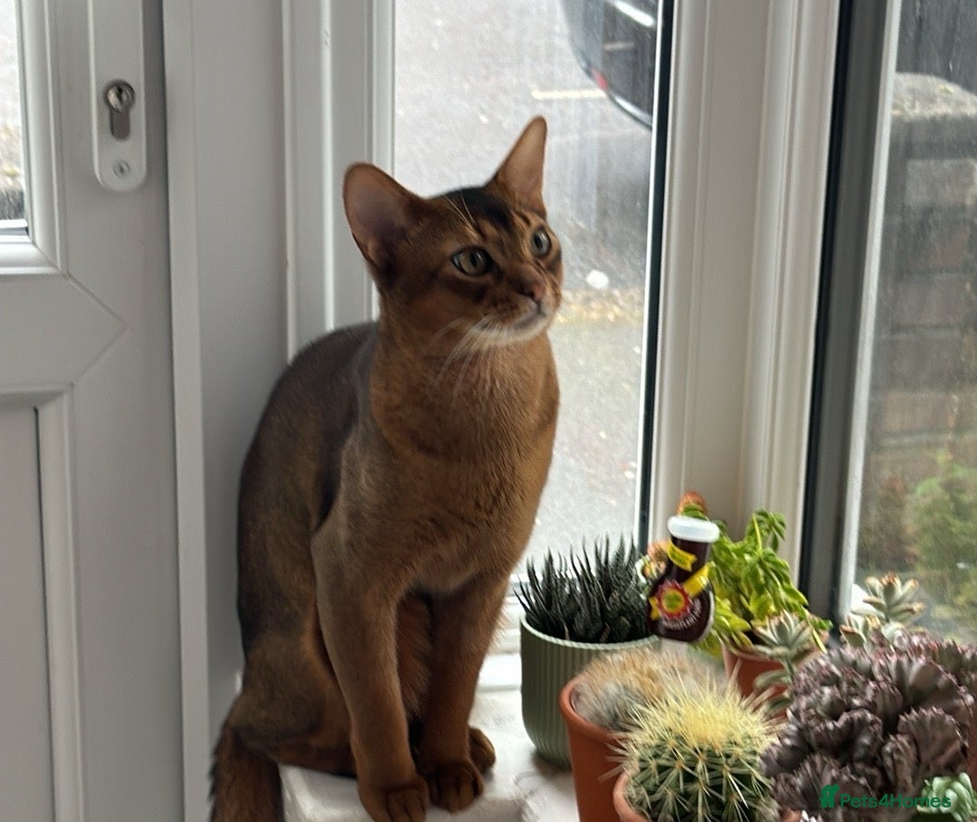 Abyssinian cats Rudy boy for stud - Advert 2