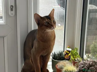 Abyssinian cats Rudy boy for stud - Advert 2