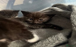 British Shorthair cats for sale: 4 Kittens available - Image 3