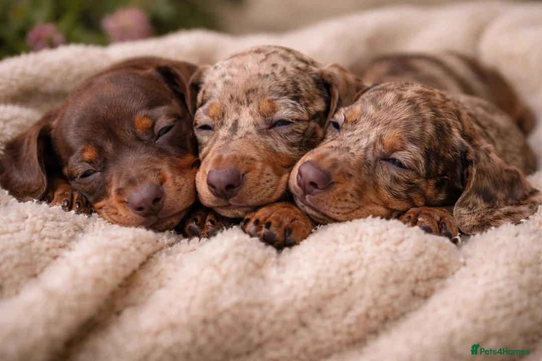 Dachshund dogs for sale: 🐾 Adorable Dachshund Puppies  🐾   - Advert 1