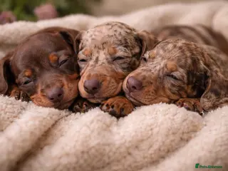 Dachshund dogs 🐾 Adorable Dachshund Puppies 🐾 - Advert 1