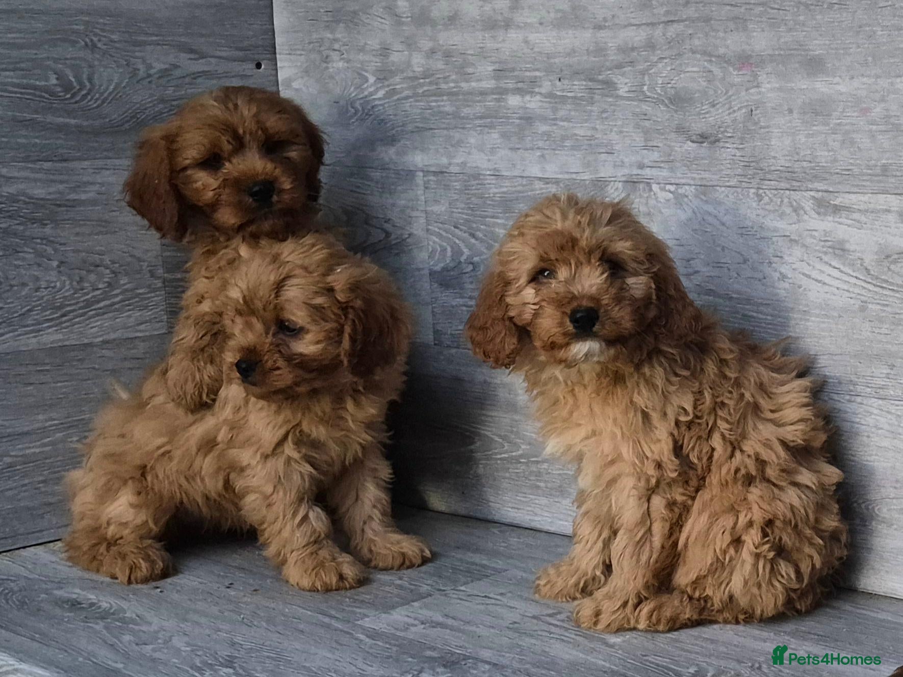 Cavapoo dogs for sale: Stunning F1 RED cavapoo boys and girls READY NOW - Advert 9