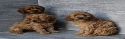 Cavapoo dogs for sale: Stunning F1 RED cavapoo boys and girls READY NOW - Advert 2