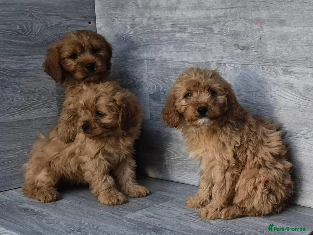 Cavapoo dogs for sale: Stunning F1 RED cavapoo boys and girls READY NOW - Advert 2