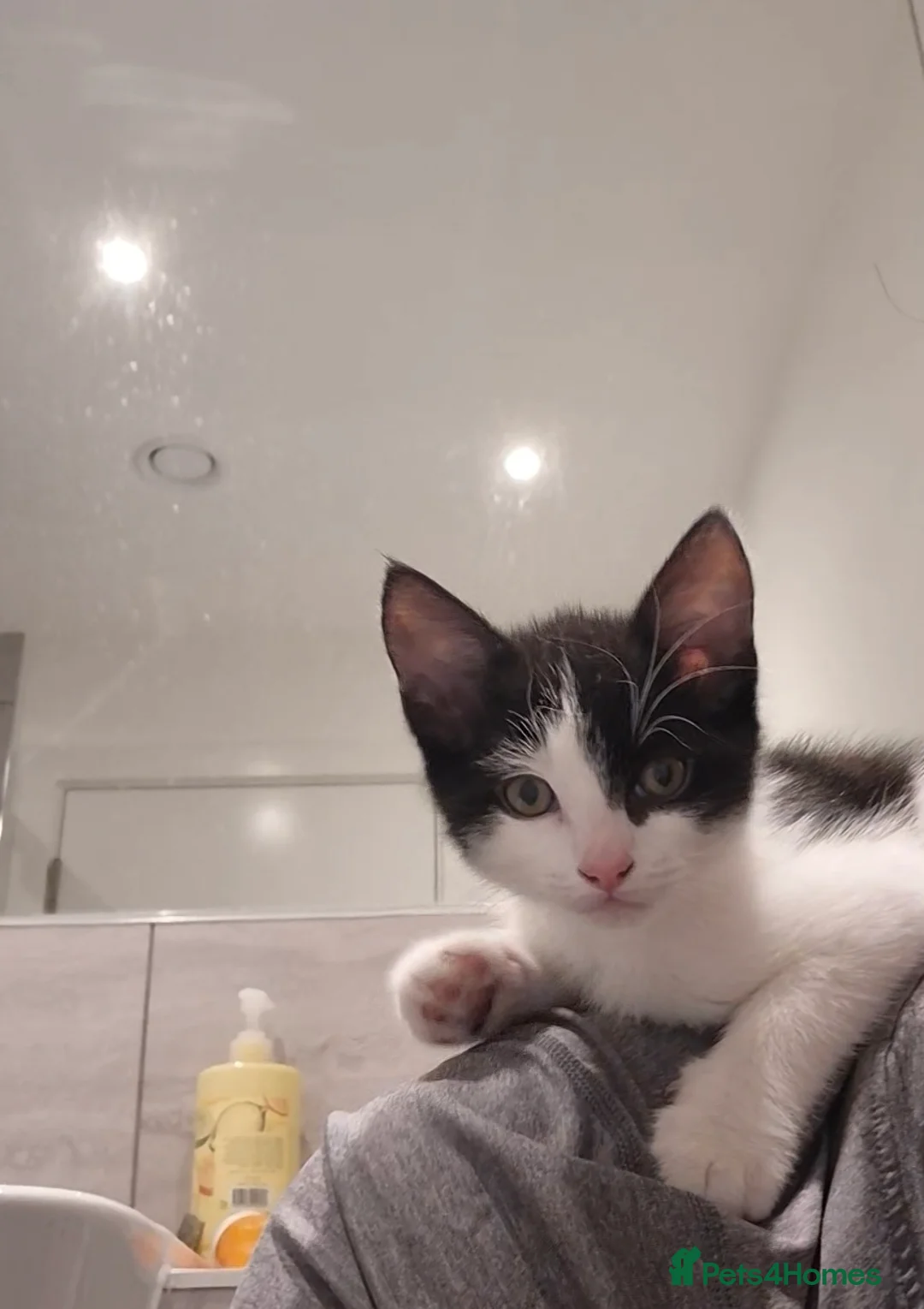 Mixed Breed cats for sale: Adorable little girl needing a new home - Advert 7