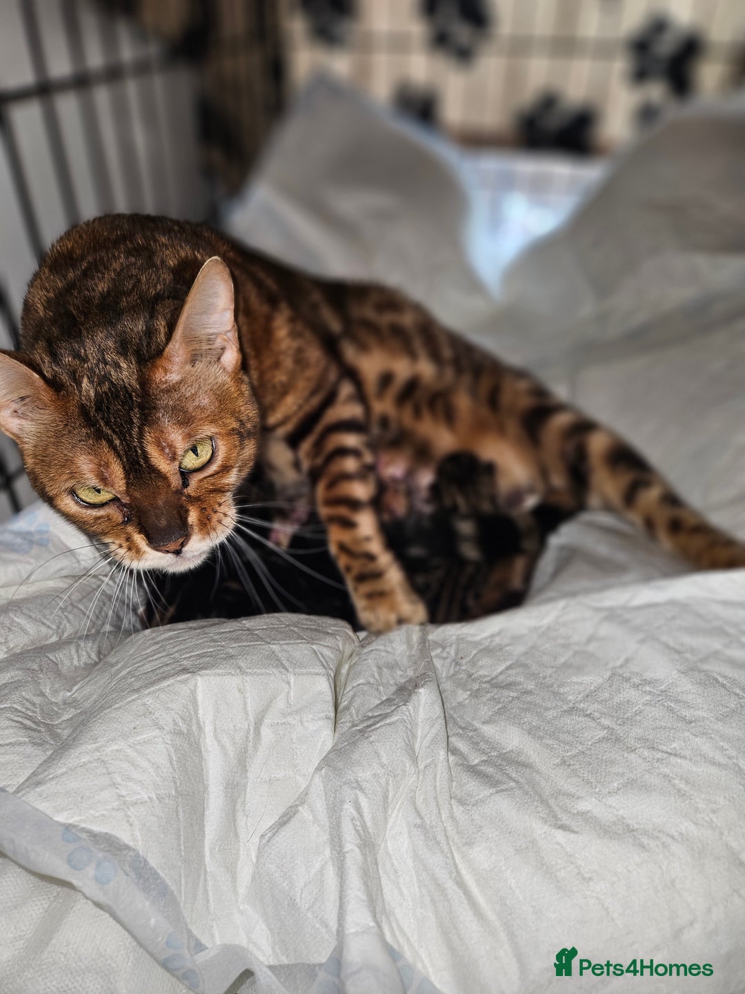 Bengal cats for sale: Last Bengal girl - Advert 2