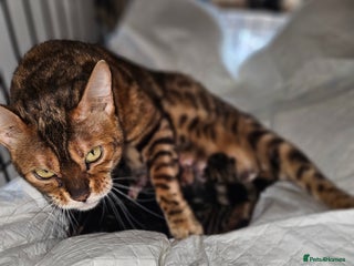 Bengal cats Last Bengal girl - Advert 1